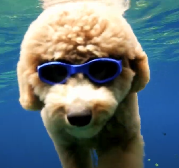 Underwater shot of a fluffy dog wearing blue goggles, swimming confidently. This frame is a preview from Meta’s Movie Gen showcasing AI-generated video content.